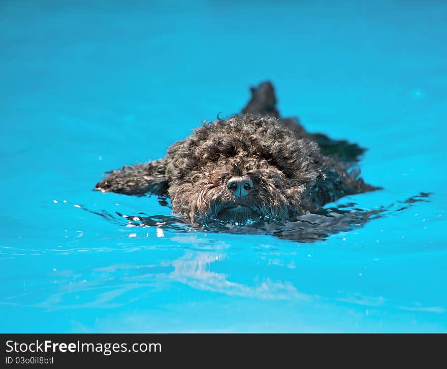 Closeup image of a cute poodle pup enjoying the water in the summer with copy space. Closeup image of a cute poodle pup enjoying the water in the summer with copy space.