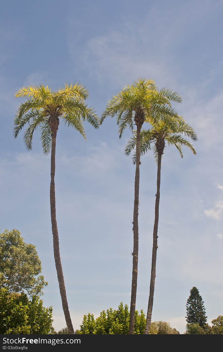 Three Tall Palms in Tropics. Three Tall Palms in Tropics