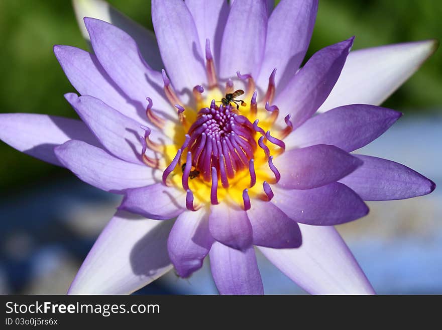 Water lily photographed in natural light