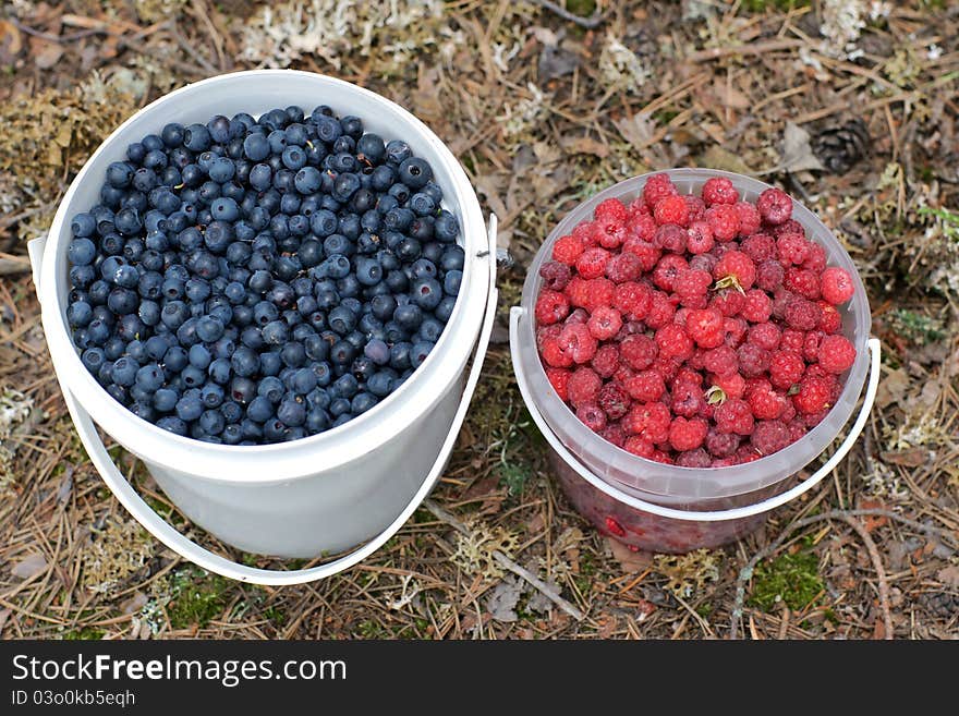 Two bucketfuls of wild bilberries and raspberries on coniferous forest ground