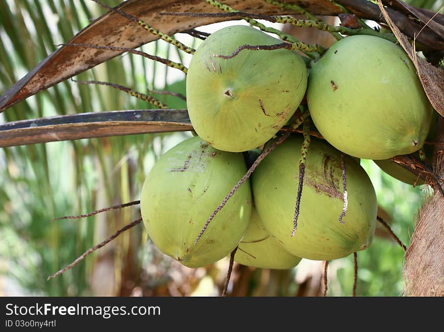 Green coconuts at palm tree