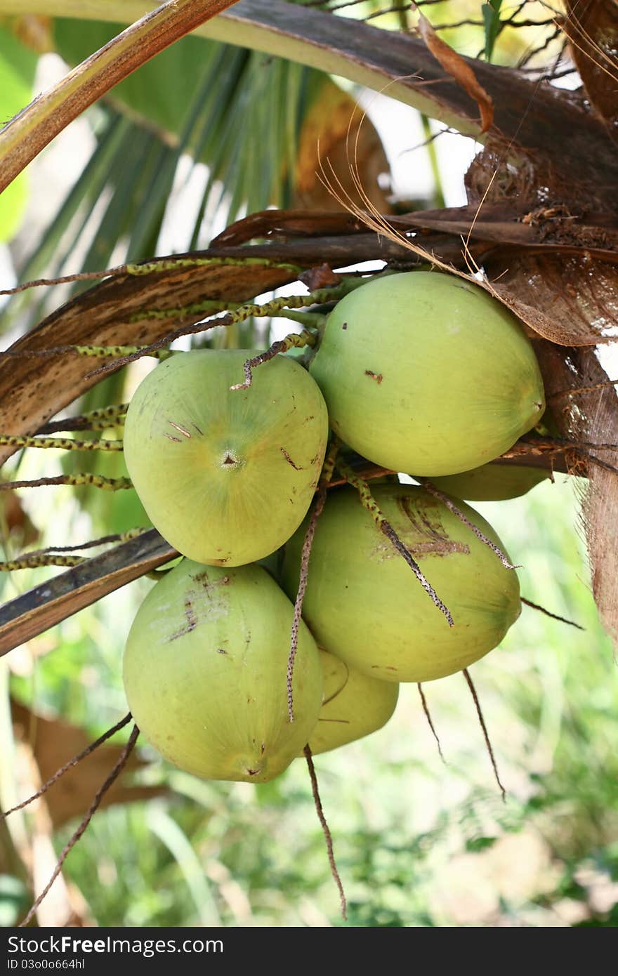 Green coconuts at palm tree