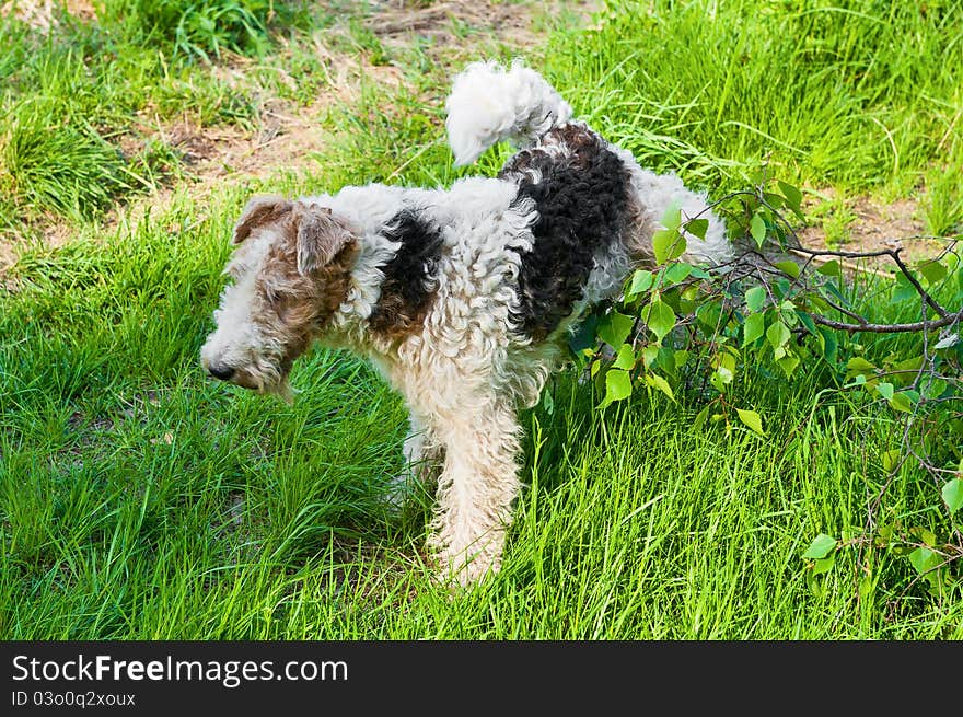 Cute dog peeing on plants