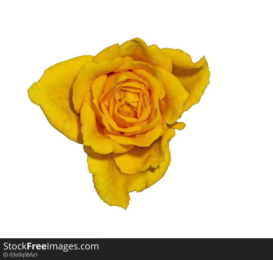 Yellow rose on a white background. Yellow rose on a white background.