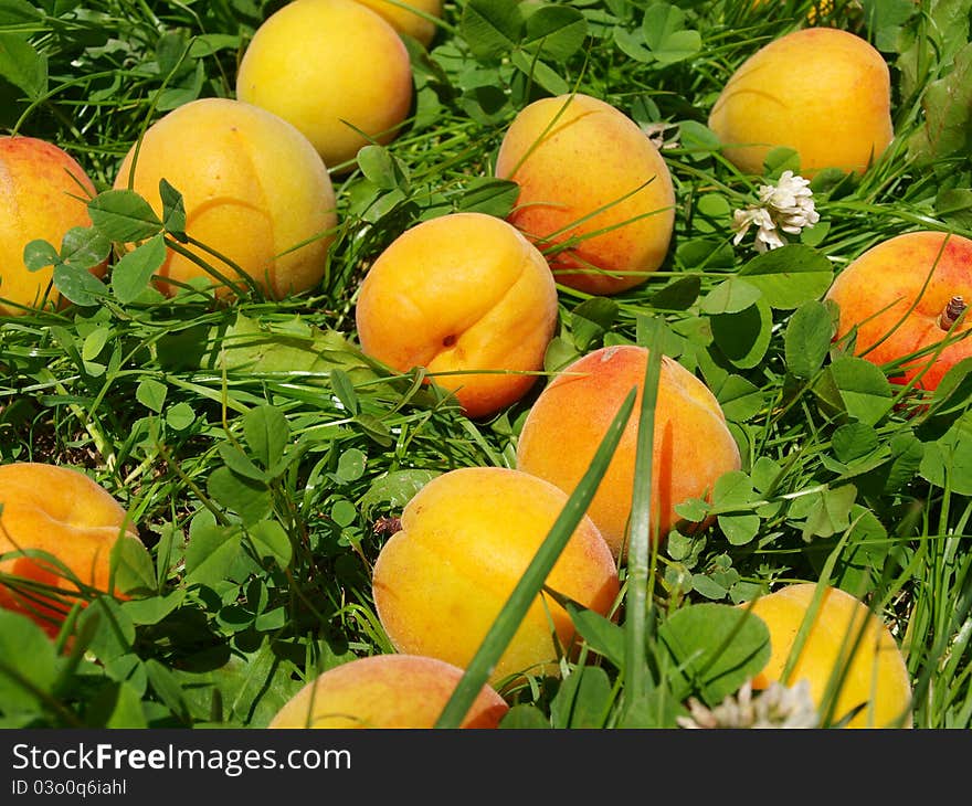 Apricots