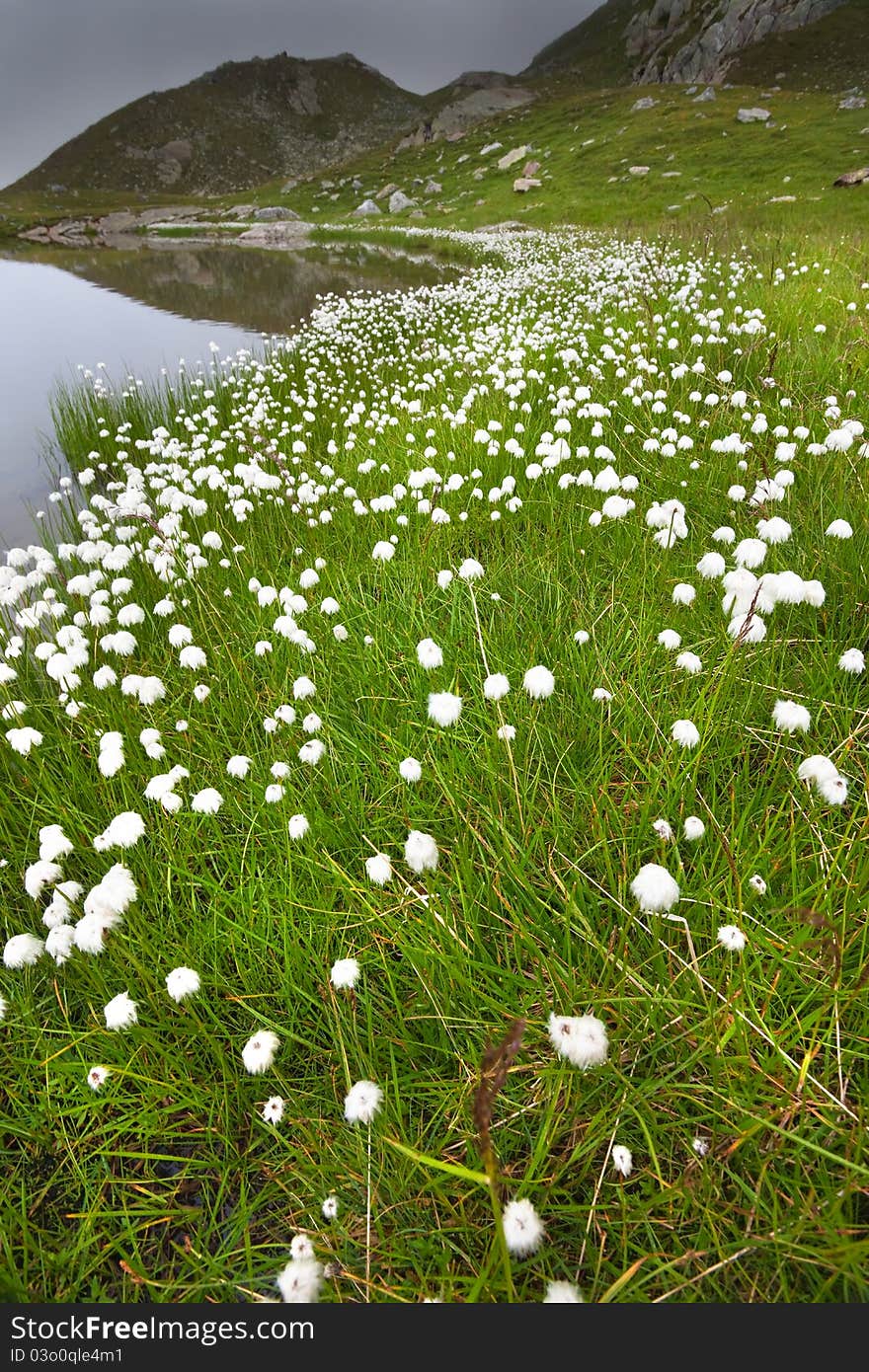 Lake and cotton flowers