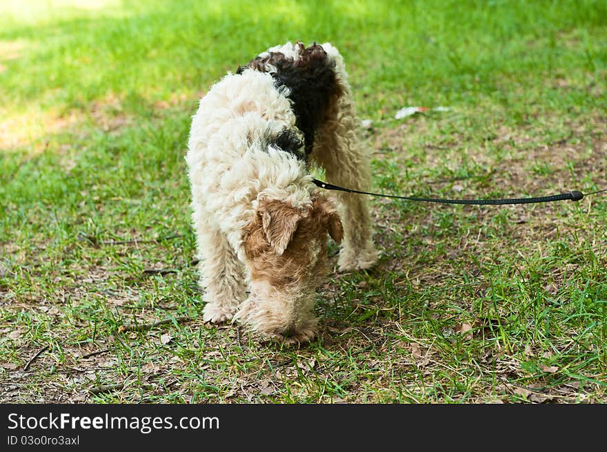 Fox terrier