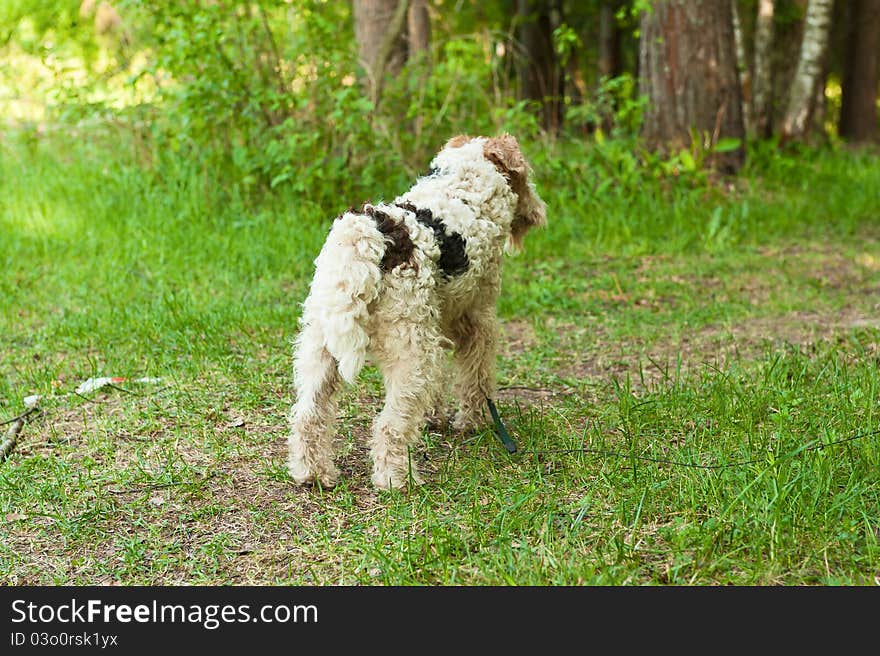 Fox terrier