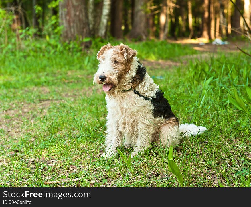 Dog sits and waits for the host in the woods. Dog sits and waits for the host in the woods