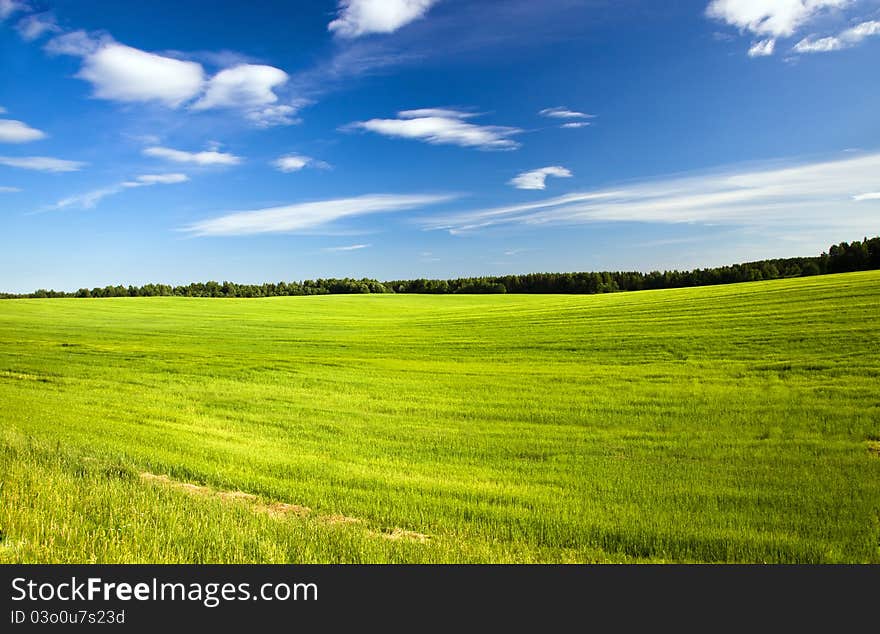 The field sowed by recently evolved green plants. The field sowed by recently evolved green plants