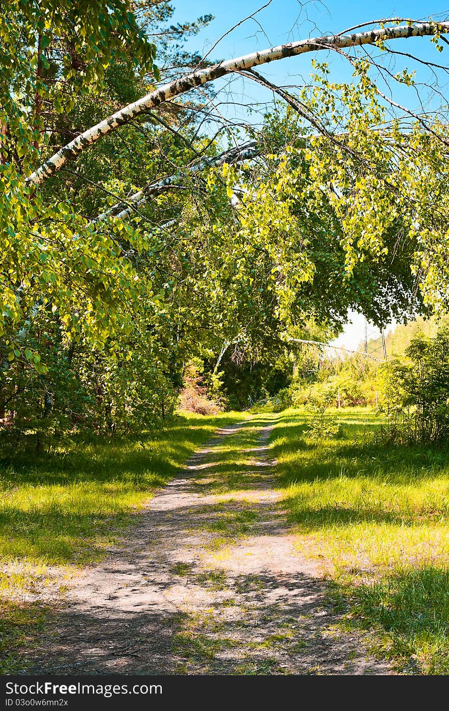 Path in the woods among birches