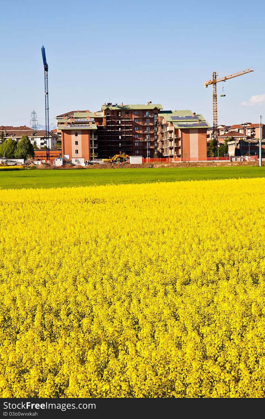 Field of yellow flowers in spring season close to the border of the city. Field of yellow flowers in spring season close to the border of the city