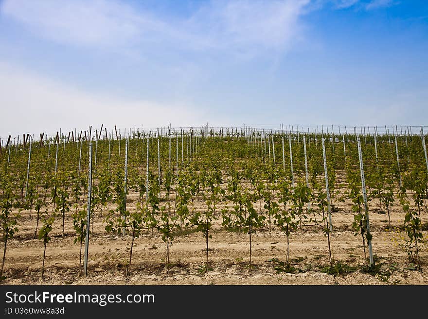 Barbera vineyard during spring season, Monferrato area, Piedmont region, Italy. Barbera vineyard during spring season, Monferrato area, Piedmont region, Italy