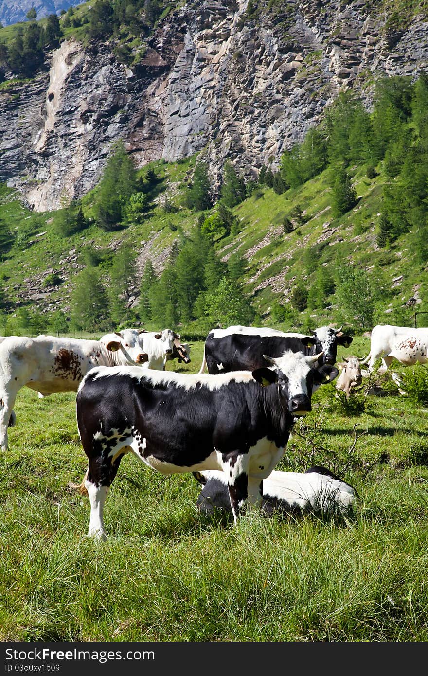 Italian cows during a sunny day close to Susa, Piedmont, Italian Alps. Italian cows during a sunny day close to Susa, Piedmont, Italian Alps