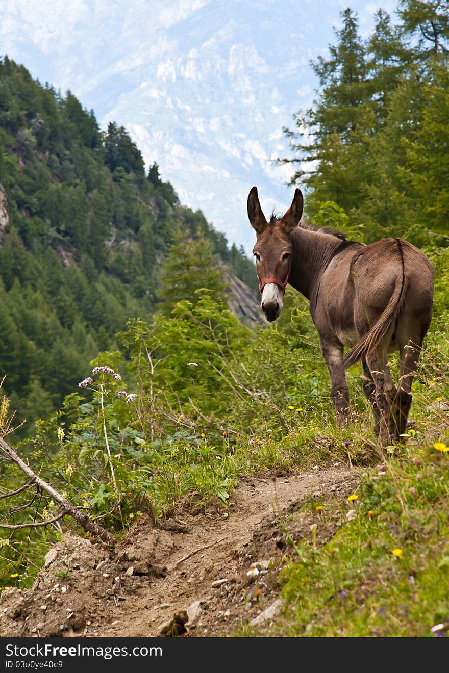 Orsiera Park, Piedmont Region, Italy: a donkey free in the park. Orsiera Park, Piedmont Region, Italy: a donkey free in the park