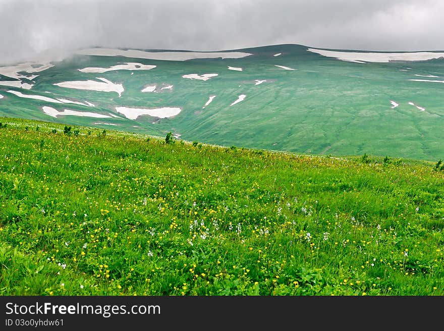 The photo shows a field of flowers on a background of mountains. Russia, North Caucasus mountains