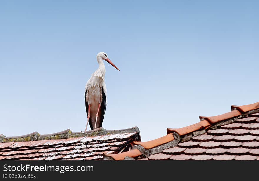 Stork