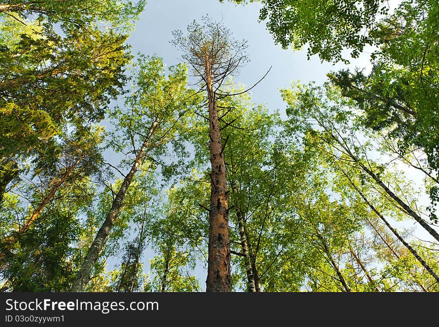 View of the sky in the forest