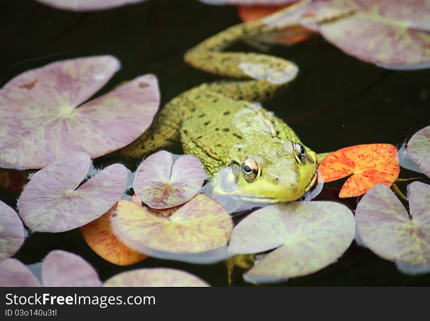 Frog Floating In Pond