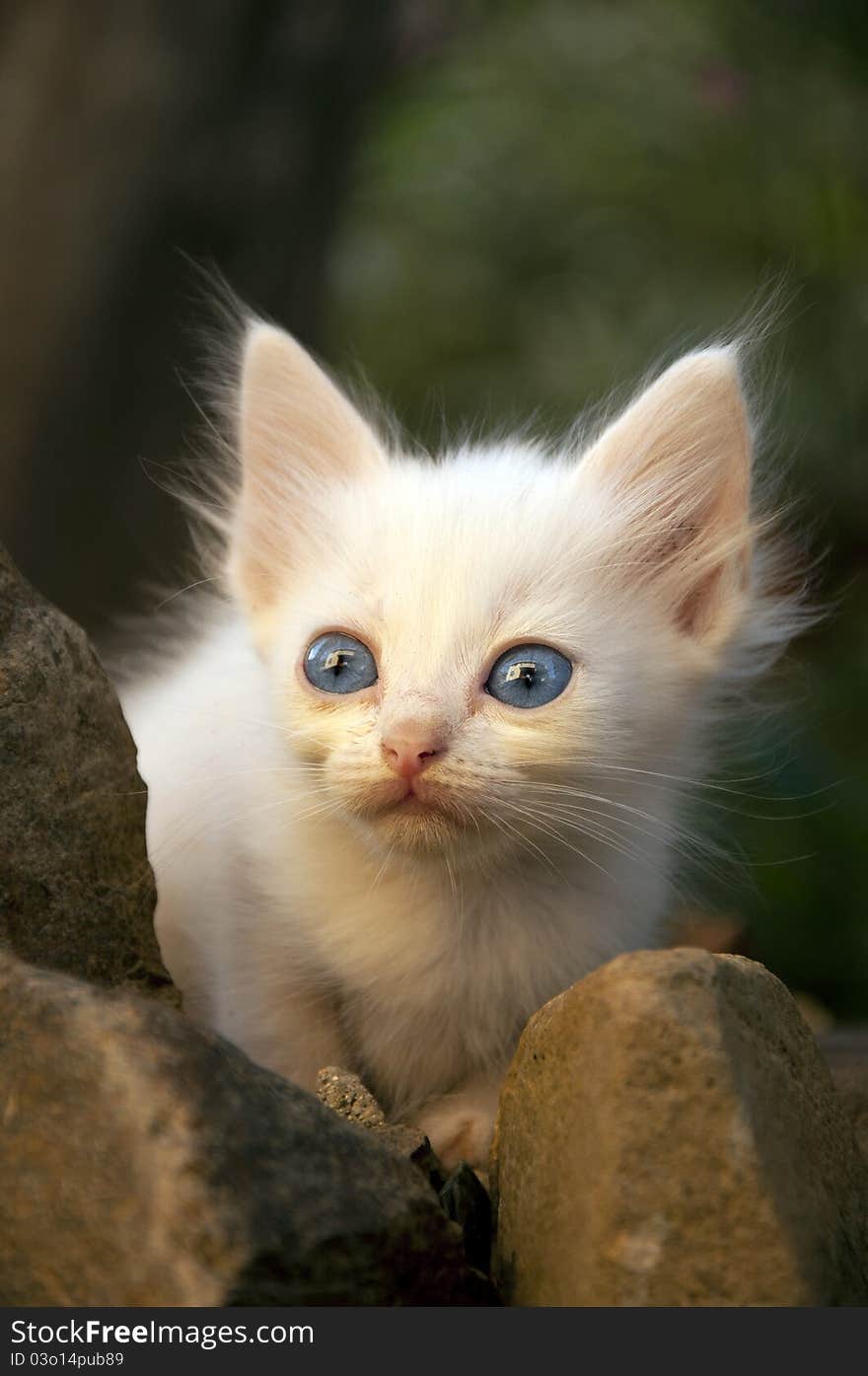 a kitten next to the rocks, watching the house reflected in her eyes. a kitten next to the rocks, watching the house reflected in her eyes