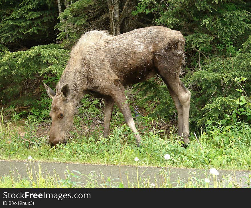 Moose feeding on grass at the edge of a road in Alaska. Moose feeding on grass at the edge of a road in Alaska