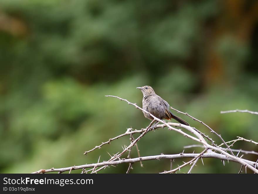 A female Indian robin sitting on a twig with a green background. A female Indian robin sitting on a twig with a green background