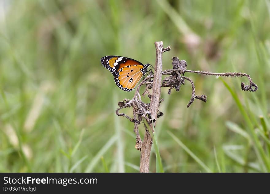 A plain tiger butterfly sitting on a twisted twig with a green background