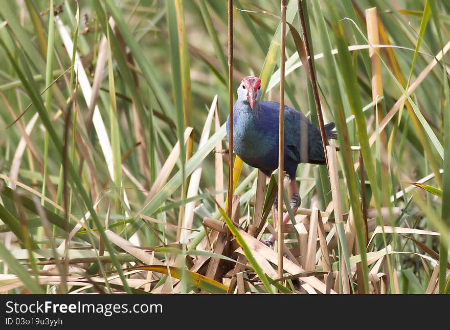 A purple moorhen standing amidst reeds