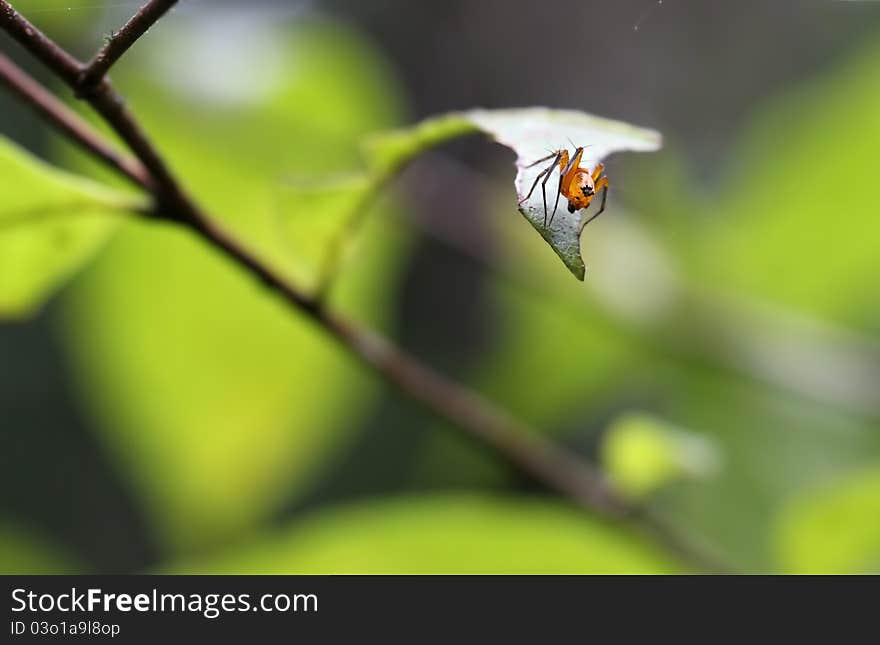 A jumping spider getting ready to leap from a leaf