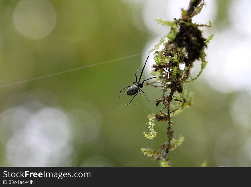 A wood spider building its web. A wood spider building its web