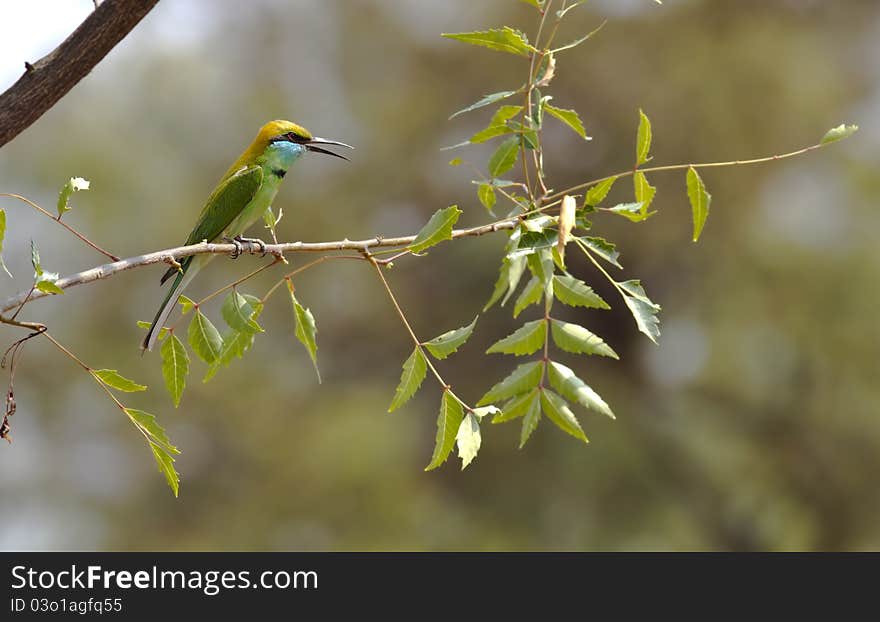 A bee eater sitting on a branch with its mouth open. A bee eater sitting on a branch with its mouth open