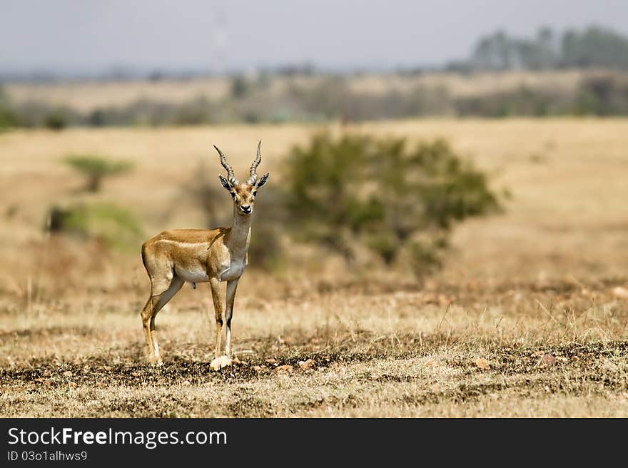 A male black buck standing amidst dry grassland