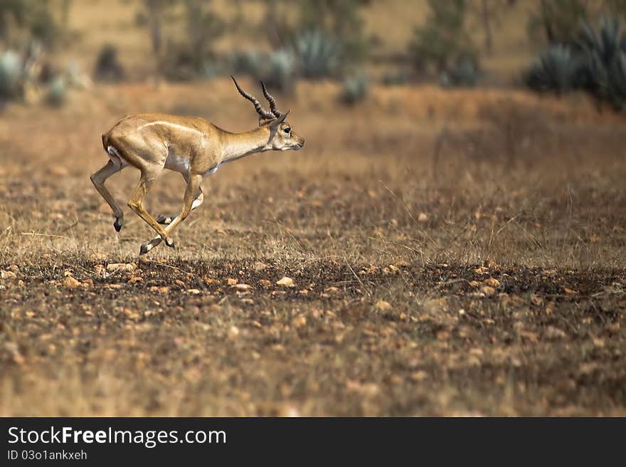 A male black buck running across dry grassland. A male black buck running across dry grassland