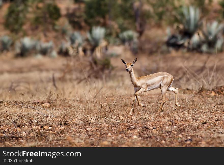 A female black buck galloping across dry grassland. A female black buck galloping across dry grassland