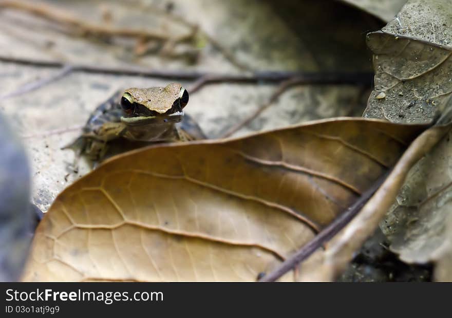 A bicolor frog sitting in leaf litter. A bicolor frog sitting in leaf litter