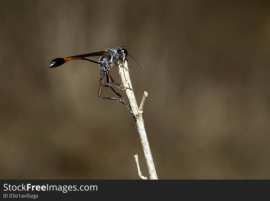 A wasp sitting on a twig