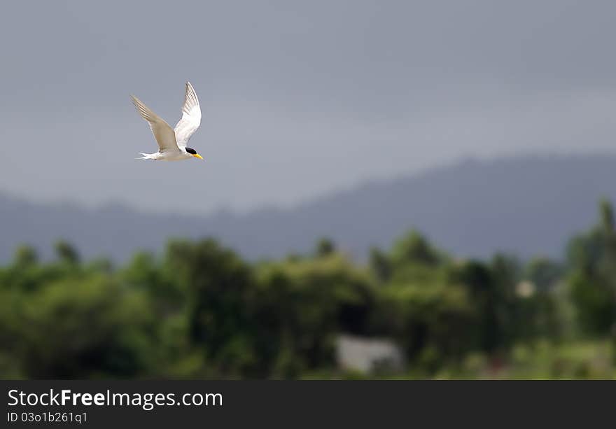 Flight Of A River Tern