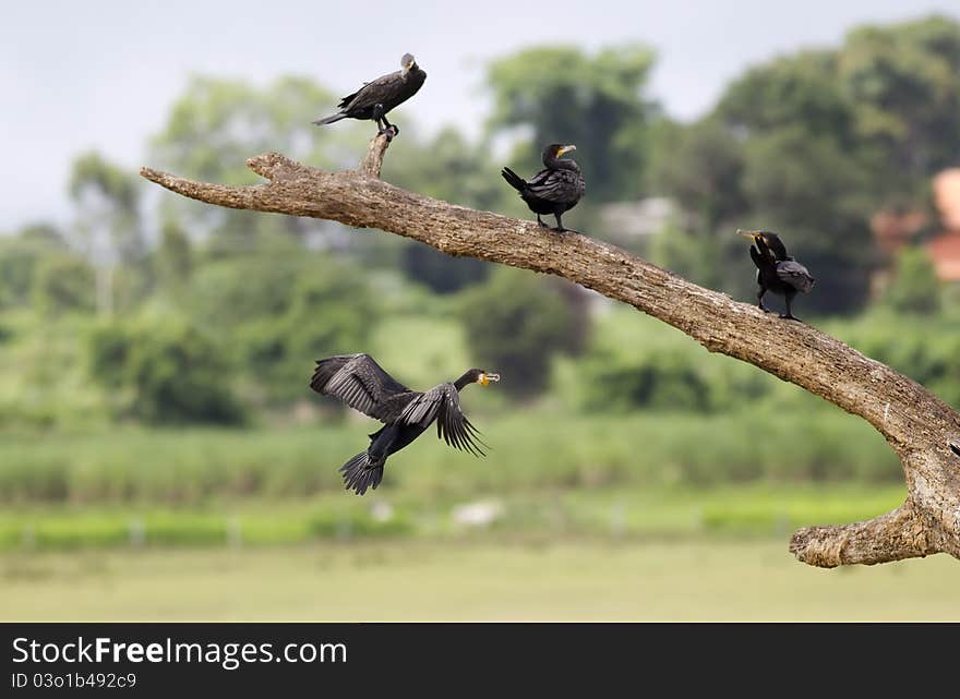 A Large Cormorant approaching a branch to land. A Large Cormorant approaching a branch to land