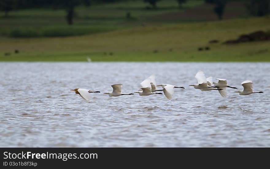 Flight of egrets