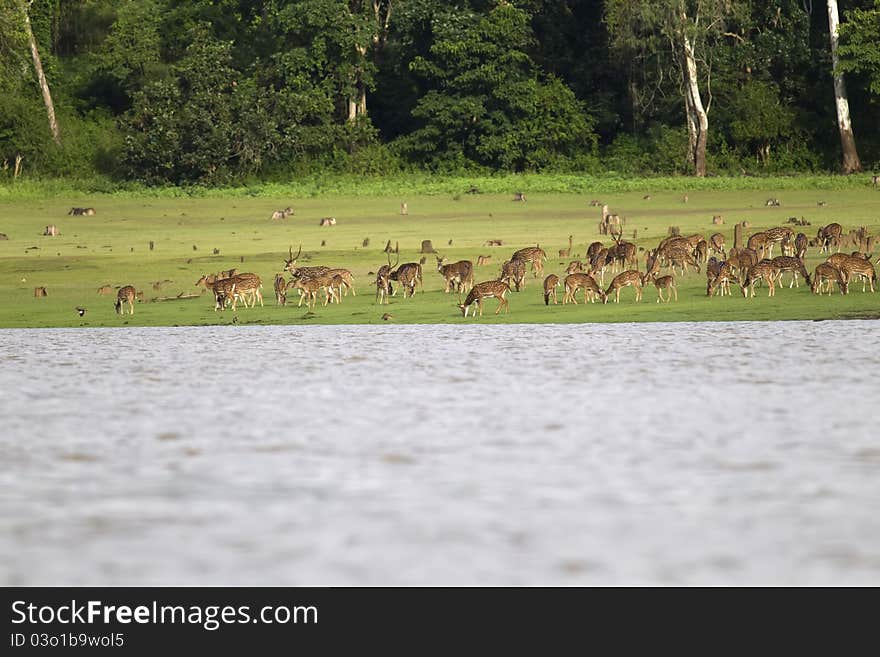 A herd of spotted deer grazing on a river bank. A herd of spotted deer grazing on a river bank