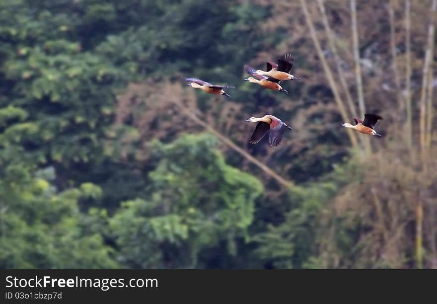 A panning shot of ducks (Lesser Whistling Teal) flying against forest back ground. A panning shot of ducks (Lesser Whistling Teal) flying against forest back ground