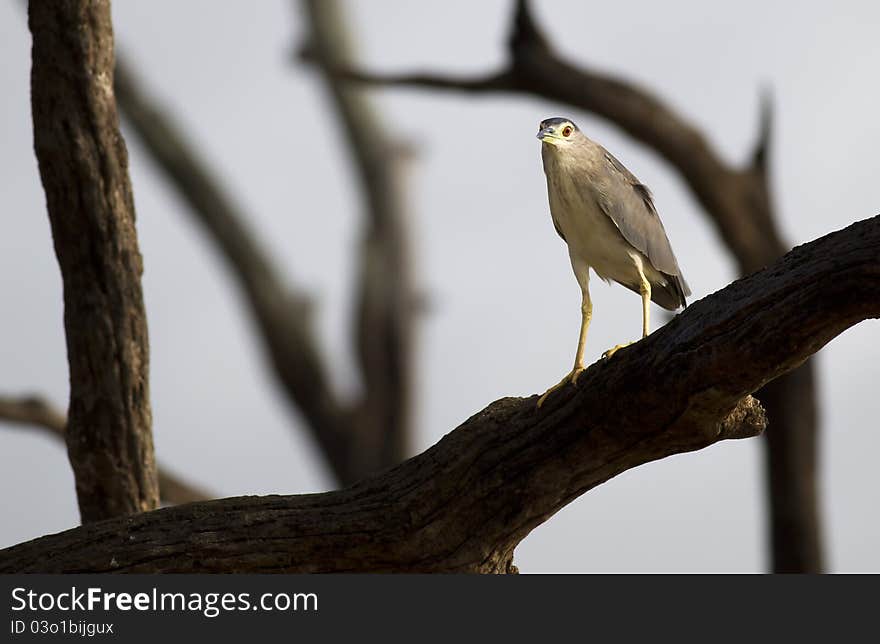 A juvenile night heron sitting on a bare tree branch