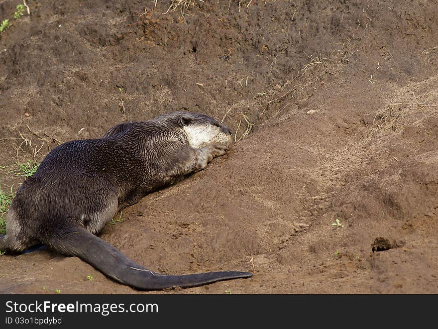 A Smooth Coated Otter rolling in the mud on a river bank