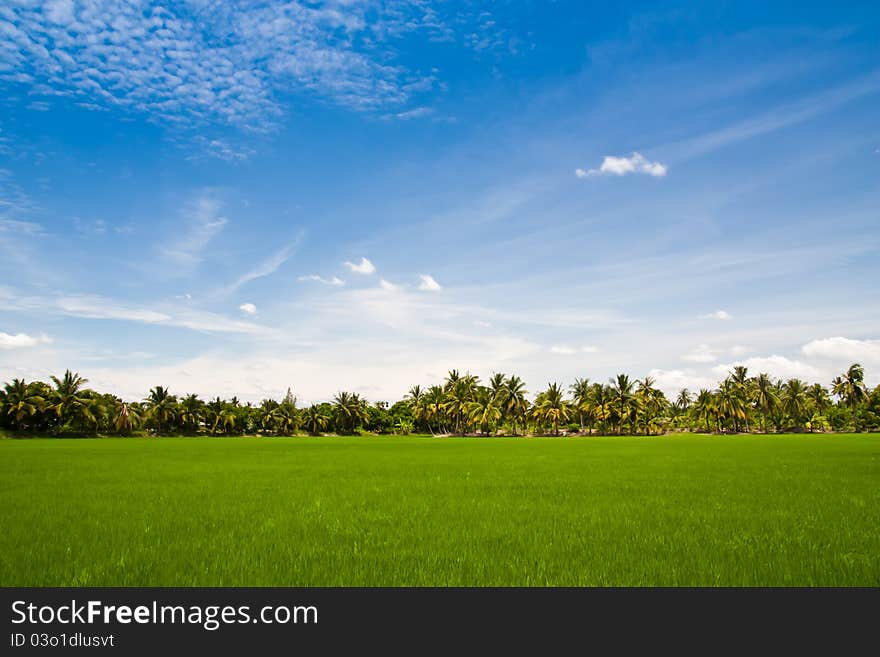 Green rice farm