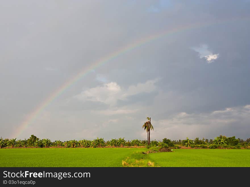 Rainbow over the green rice field