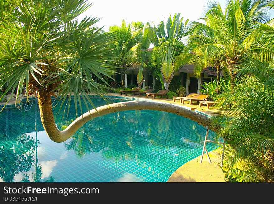 Spring pool in Chiang Rai in northern Thailand. It is 6 o'clock in the afternoon, the tourists have not yet arrived. In July, during the monsoon season the hotels are empty at times. Taking a bath alone, the July heat at sunset, in a basin surrounded by exotic greenery is a great pleasure. Spring pool in Chiang Rai in northern Thailand. It is 6 o'clock in the afternoon, the tourists have not yet arrived. In July, during the monsoon season the hotels are empty at times. Taking a bath alone, the July heat at sunset, in a basin surrounded by exotic greenery is a great pleasure.