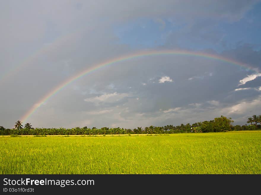 Rainbow over yellow green field. Rainbow over yellow green field