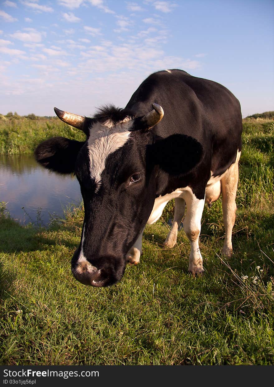 Curious Cow