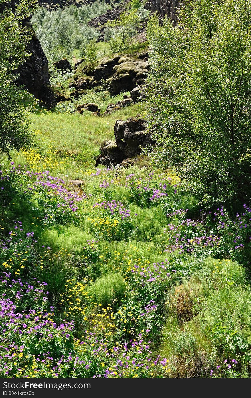 Flowers, grass and trees grow at the rejection edge of the continental disks gschützt through rocks. Flowers, grass and trees grow at the rejection edge of the continental disks gschützt through rocks.