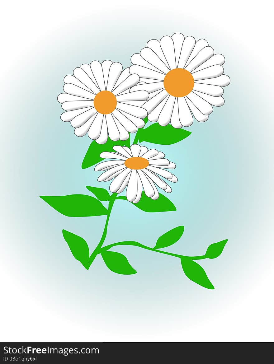 Large white Daisy with yellow center illustration. Large white Daisy with yellow center illustration
